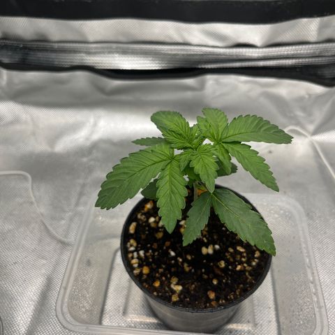 OG Kush Autoflower growlog timeline photo