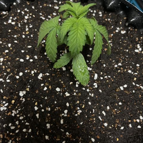 OG Kush Autoflower growlog timeline photo
