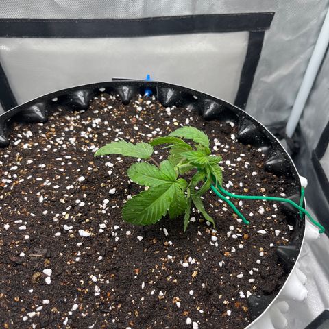 OG Kush Autoflower growlog photo: LST