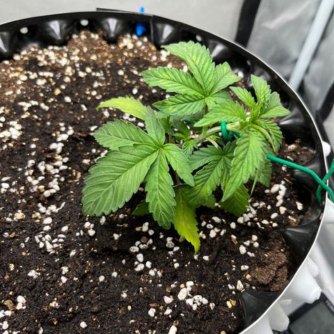 OG Kush Autoflower growlog timeline photo