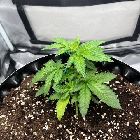 OG Kush Autoflower growlog photo: LST