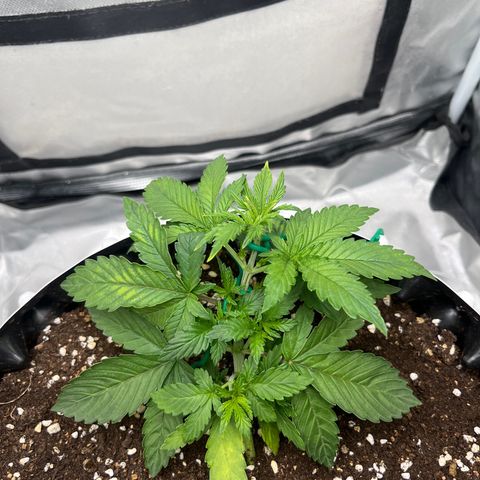 OG Kush Autoflower growlog timeline photo