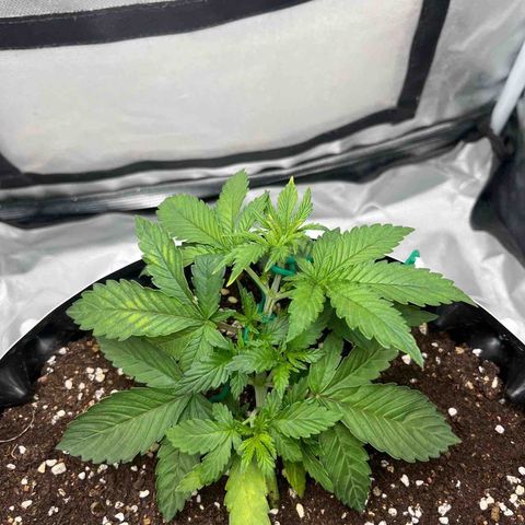 OG Kush Autoflower growlog timeline photo