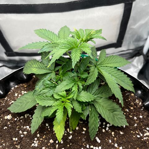 OG Kush Autoflower growlog timeline photo