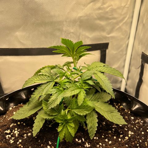 OG Kush Autoflower growlog timeline photo