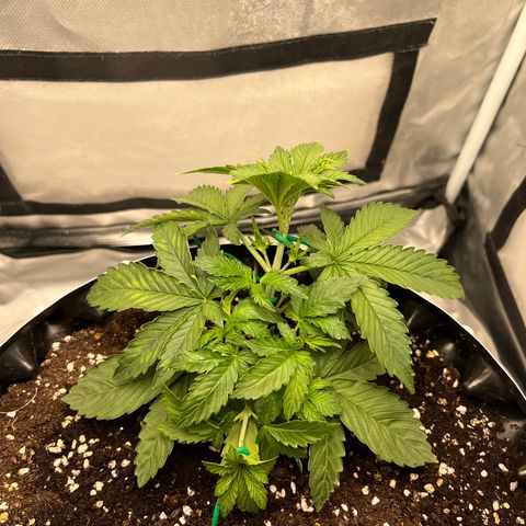 OG Kush Autoflower growlog timeline photo