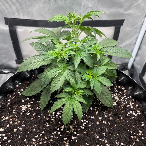 OG Kush Autoflower growlog timeline photo