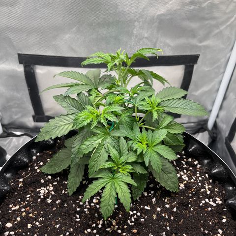 OG Kush Autoflower growlog timeline photo