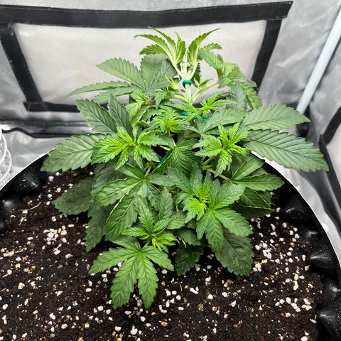 OG Kush Autoflower growlog photo: LST more