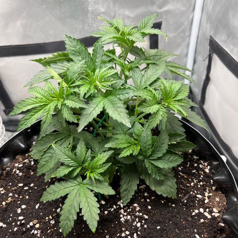 OG Kush Autoflower growlog timeline photo