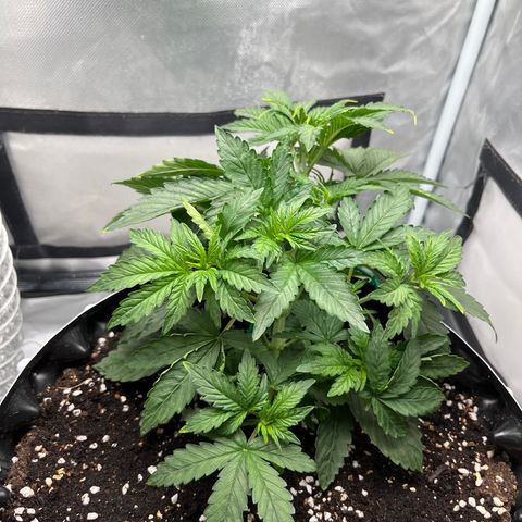 OG Kush Autoflower growlog timeline photo