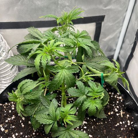 OG Kush Autoflower growlog photo: LST&Defo