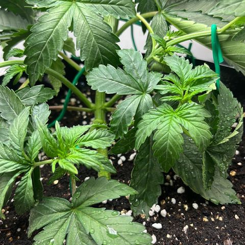 OG Kush Autoflower growlog timeline photo