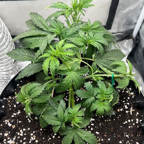 OG Kush Autoflower growlog timeline photo