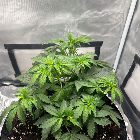OG Kush Autoflower growlog timeline photo