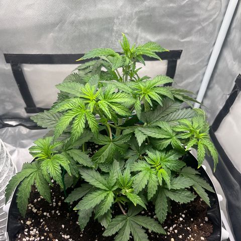 OG Kush Autoflower growlog timeline photo