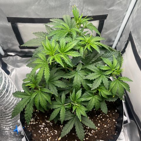 OG Kush Autoflower growlog timeline photo