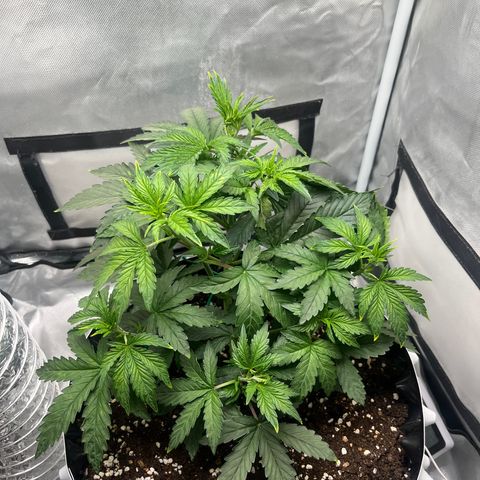 OG Kush Autoflower growlog timeline photo