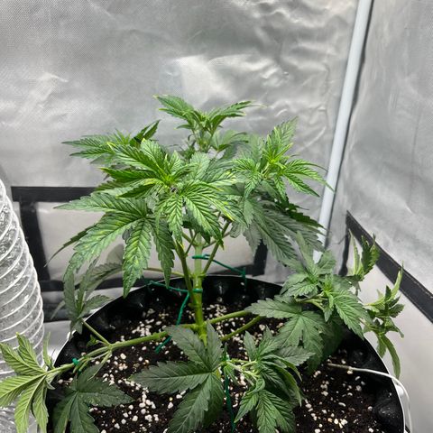 OG Kush Autoflower growlog timeline photo