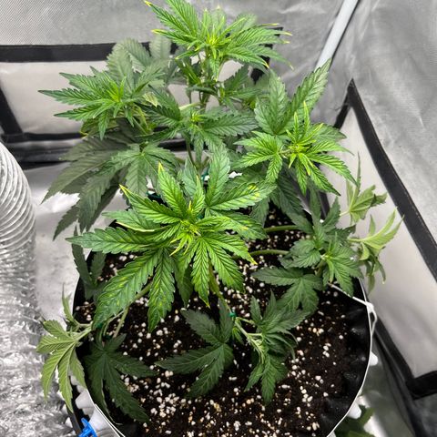 OG Kush Autoflower growlog timeline photo