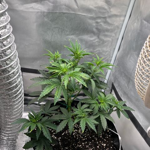 OG Kush Autoflower growlog timeline photo