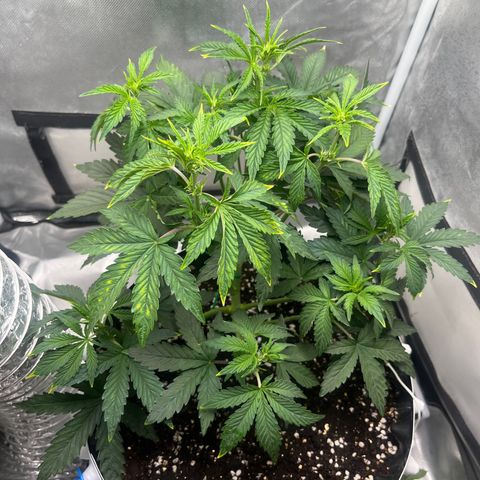 OG Kush Autoflower growlog timeline photo
