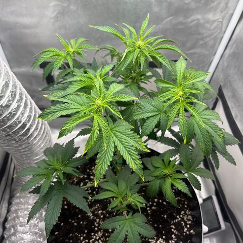 OG Kush Autoflower growlog timeline photo