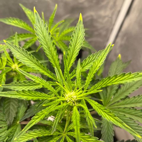 OG Kush Autoflower growlog timeline photo