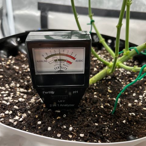OG Kush Autoflower growlog timeline photo