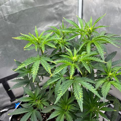 OG Kush Autoflower growlog timeline photo