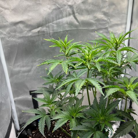 OG Kush Autoflower growlog timeline photo