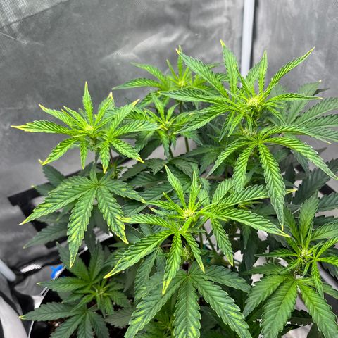 OG Kush Autoflower growlog timeline photo