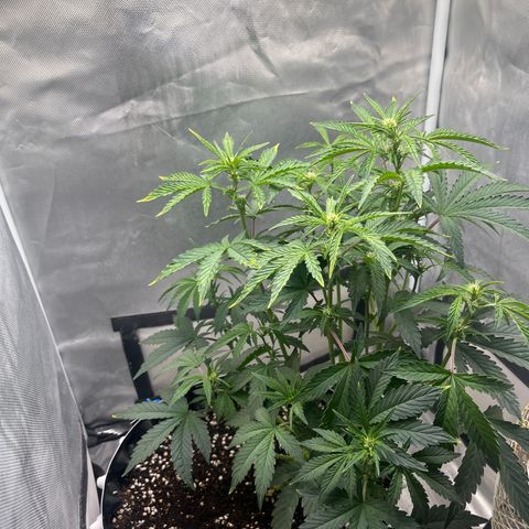 OG Kush Autoflower growlog timeline photo