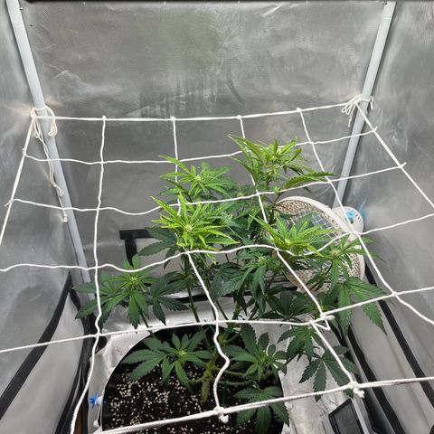 OG Kush Autoflower growlog timeline photo