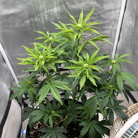 OG Kush Autoflower growlog timeline photo