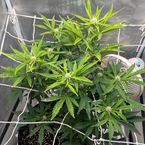 OG Kush Autoflower growlog timeline photo