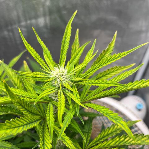 OG Kush Autoflower growlog timeline photo