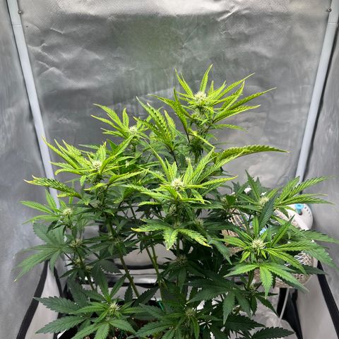 OG Kush Autoflower growlog timeline photo