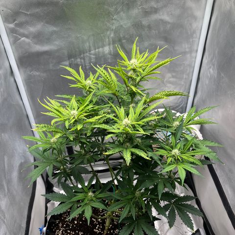 OG Kush Autoflower growlog timeline photo