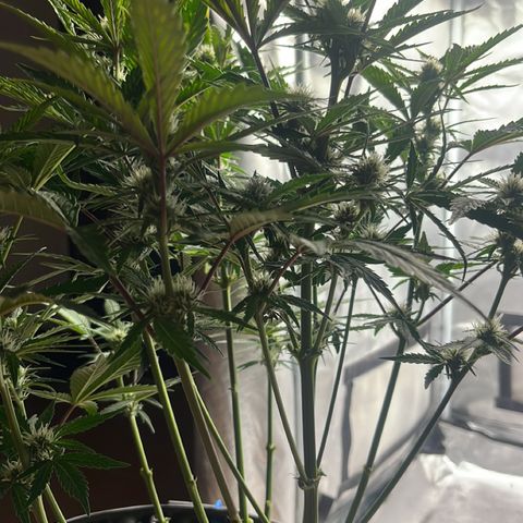 OG Kush Autoflower growlog timeline photo