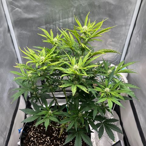 OG Kush Autoflower growlog timeline photo
