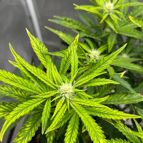OG Kush Autoflower growlog timeline photo