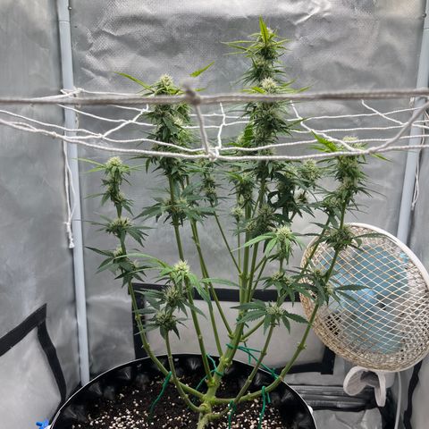 OG Kush Autoflower growlog timeline photo