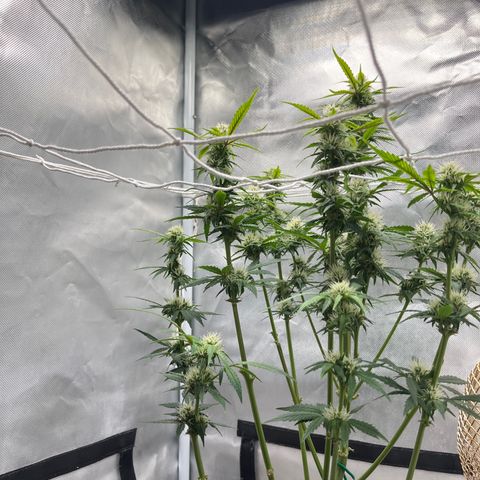 OG Kush Autoflower growlog timeline photo