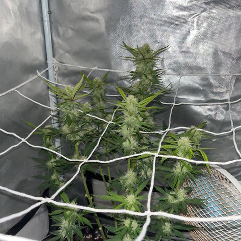 OG Kush Autoflower growlog timeline photo