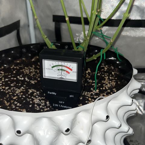 OG Kush Autoflower growlog timeline photo