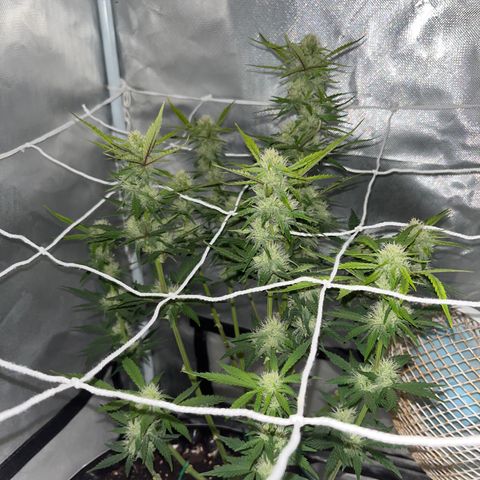OG Kush Autoflower growlog timeline photo