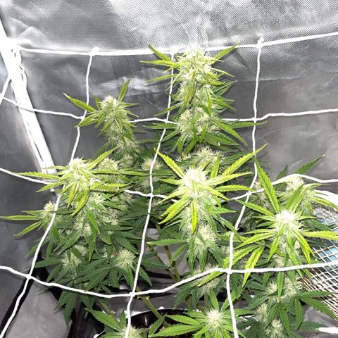 OG Kush Autoflower growlog timeline photo