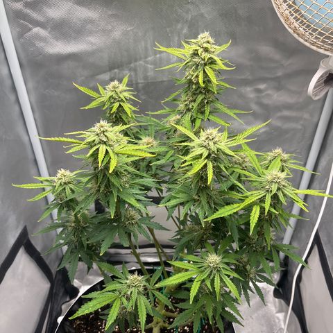 OG Kush Autoflower growlog timeline photo