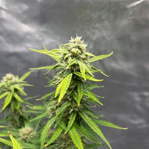 OG Kush Autoflower growlog timeline photo